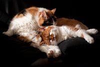 Cat Sisters