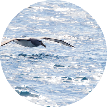 Salvin's Albatross, Thalassarche salvini van Beschermingswerk voor aan uw muur