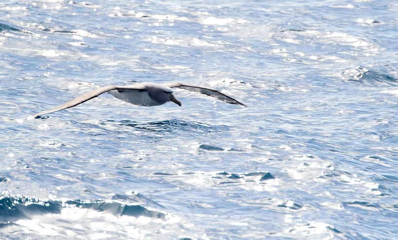 Salvin's Albatros, Thalassarche salvini von Beschermingswerk voor aan uw muur