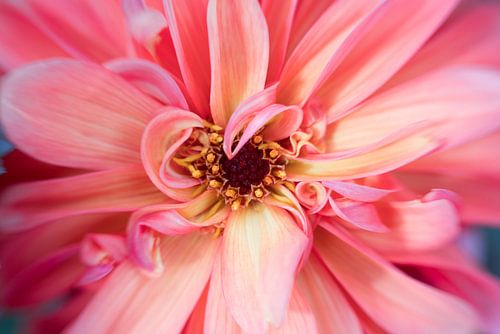 Dahlia met prachtig krullende kroonbladeren