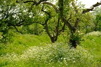 50 tinten groen!