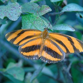 Dryadula phaetusa ( Tropische vlinders ) Collectie 2018 sur Jan van Bruggen