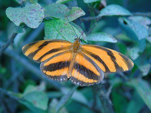 Dryadula phaetusa ( Tropische vlinders ) Collectie 2018 van Jan van Bruggen
