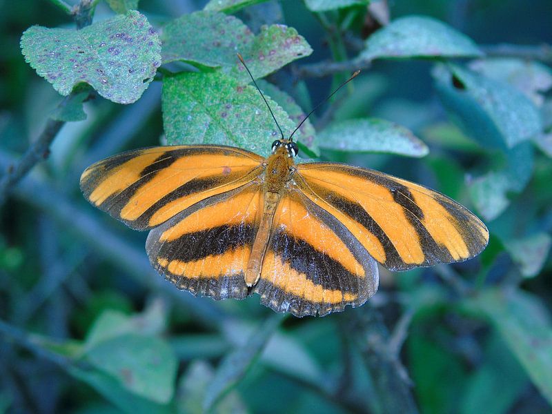 Dryadula phaetusa ( Tropische vlinders ) Collectie 2018 par Jan van Bruggen