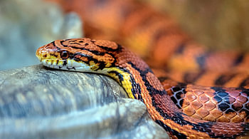 Okeetee Corn Snake resting on weathered branch