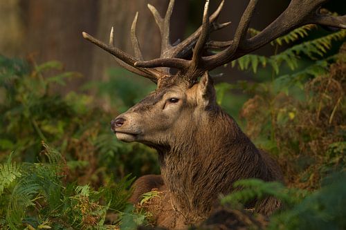 Bronstig Edelhert in boslandschap met varens