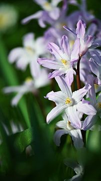 Lila Frühlingsblumen in Nahaufnahme von Bambi Lu
