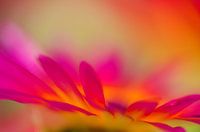 Flower Art