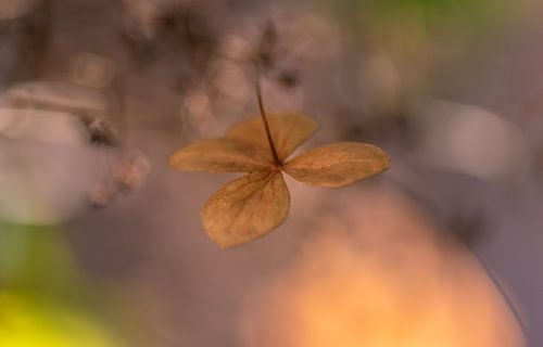 soft hydrangea leaf