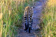 Luipaard op de weg in Botswana van Daphne de Vries thumbnail