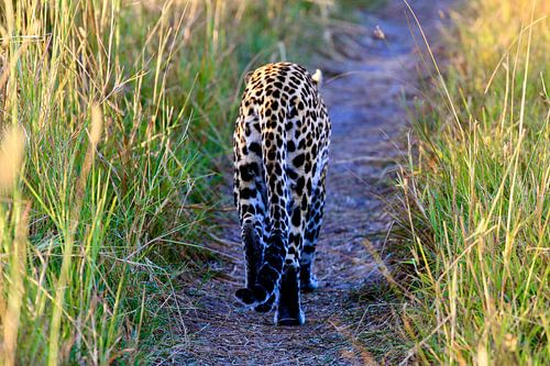 Un léopard sur la route au Botswana