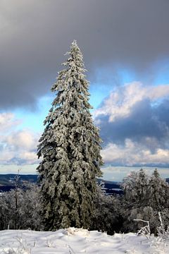 Lang lebe der Nadelbaum... von Bianca Beekmans