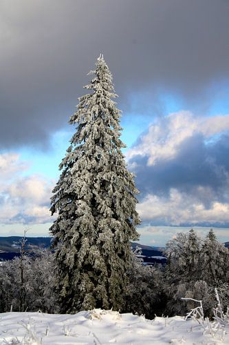 Lang lebe der Nadelbaum...
