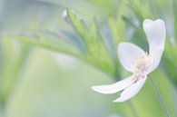 Witte bloem 1 von Esther van Lottum-Heringa Miniaturansicht