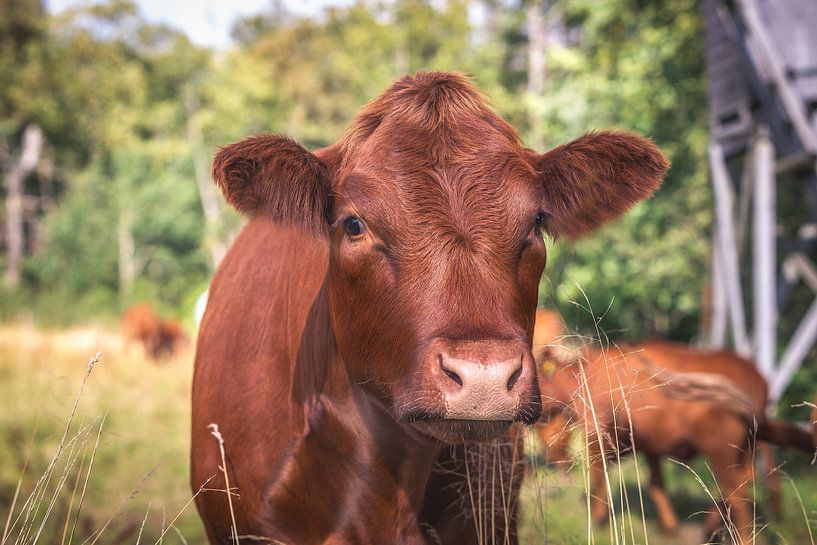 Harz cattle by Harzwald Fotograf