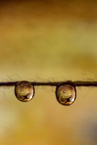 Leguan in drops. by Erik de Rijk