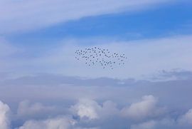 Bird migration by Thomas Jäger