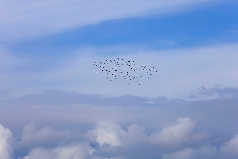 Bird migration by Thomas Jäger