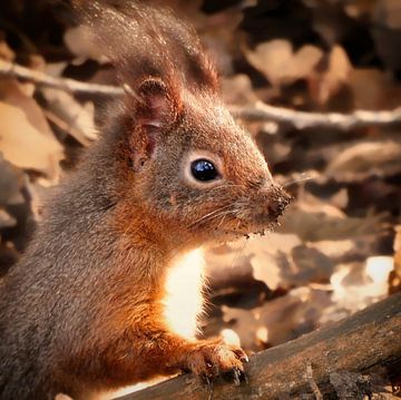 Squirrel with a dirty snout by Maickel Dedeken