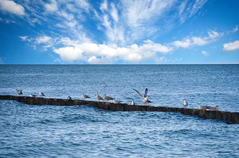 Seagulls on a groyne on the Baltic Sea. by Martin Köbsch