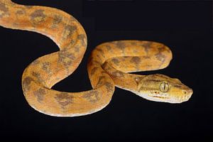 Boa des jardins (Corallus hortulana)