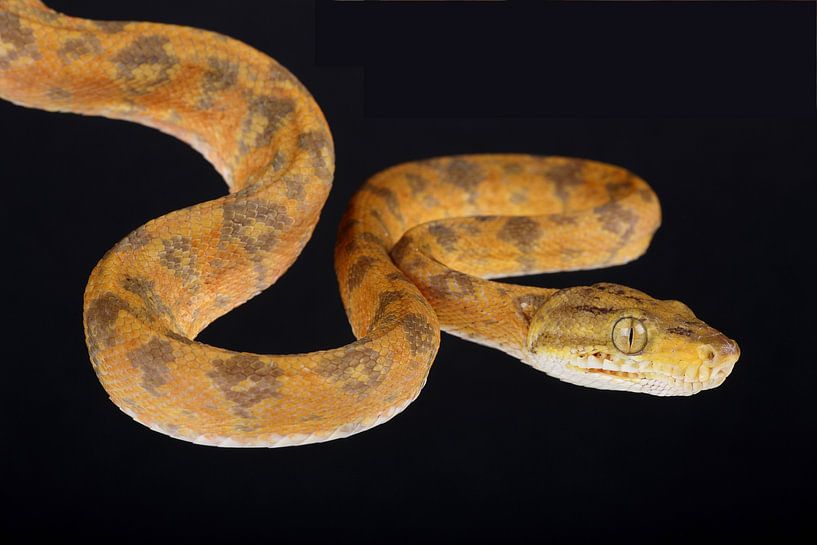 Gartenboa (Corallus hortulana) von Ronald Pol