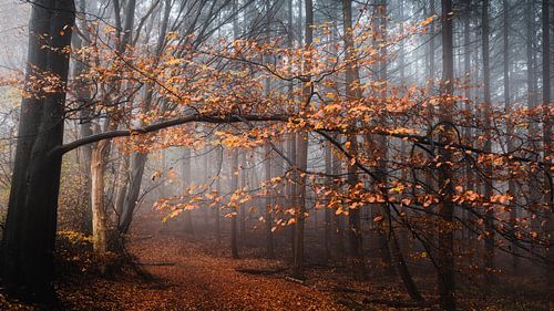 Autumn overhanging branch in misty forest on St. John's Mountain