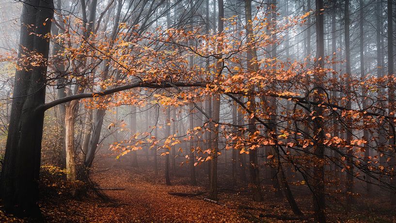 Autumn overhanging branch in misty forest on St. John's Mountain by Michel Seelen