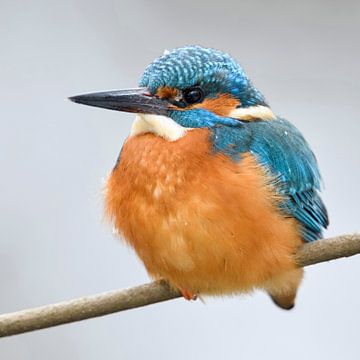 fluffed up... Eurasian Kingfisher ( Alcedo atthis ), male in winter