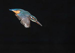 Ein König beim Angeln!
