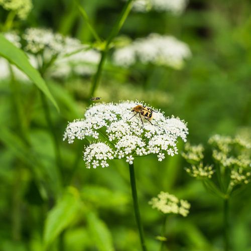 Insecten op een plant