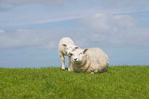 Mouton et son agneau - Texel