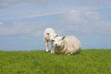 Mouton et son agneau - Texel sur Barbara Brolsma