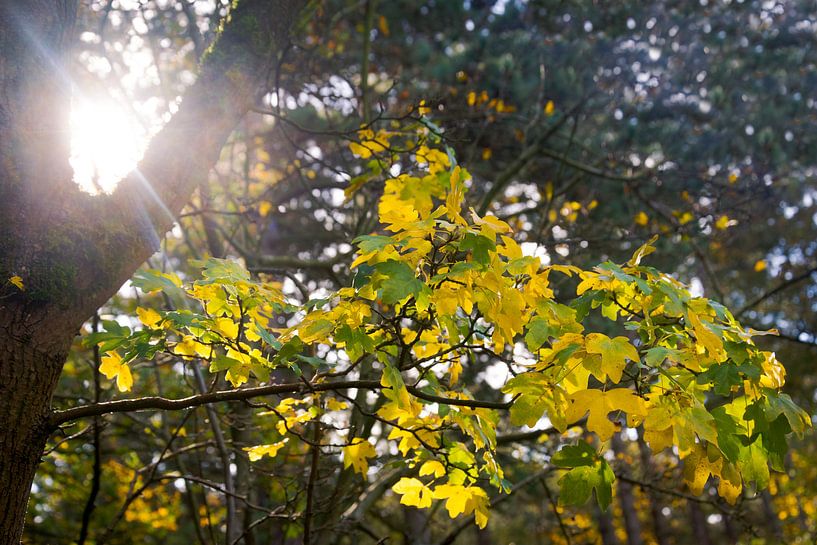 Sunshine through the trees by Frans van Dam