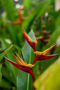 Fleur d'oiseau