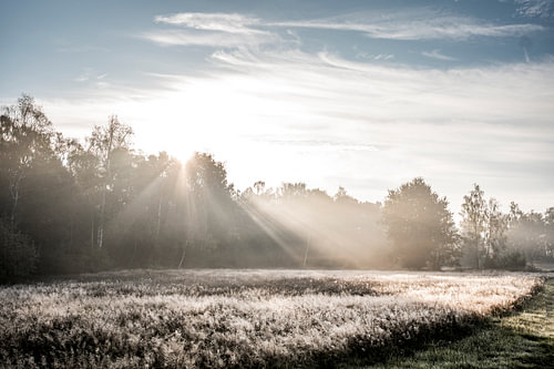 A grassy path through a misty landscape in the golden morning light