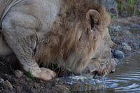 Gros plan sur un vieux lion en train de boire