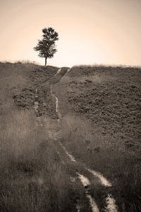 Tree and path sur Douwe Schut