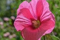 Rosa Blume