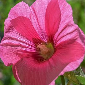 Rosa Blume von Arya Baban
