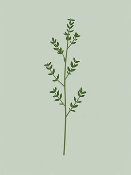 Branche de thym délicate sur Giandra Safaraz