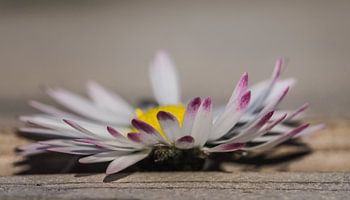Marguerites