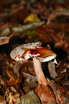 Scène d'automne : champignon rouge à tache blanche, amanite tue-mouche