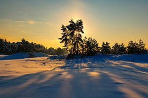 Snowy winter landscape in a drifting sand dune area