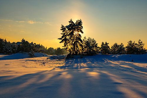 Sneeuw winterlandschap in een stuifduingebied op de Veluwe