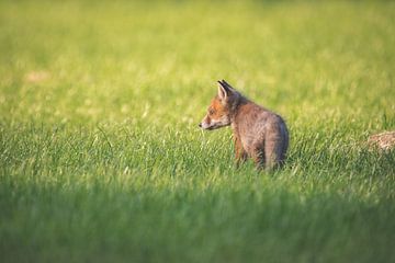 Young fox cub in the grass by Marjolijn Barten