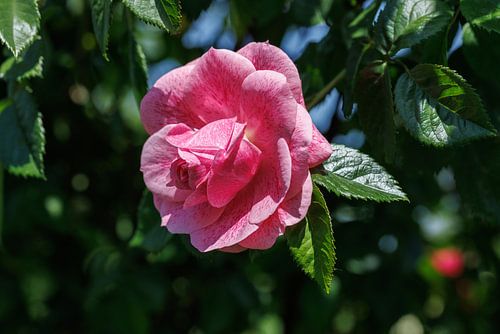 Klimroos Camelot – close-up van de bloem