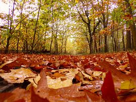 Autumn leaves by De FotoBakker