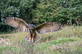 Eee-hoo by Wilna Thomas