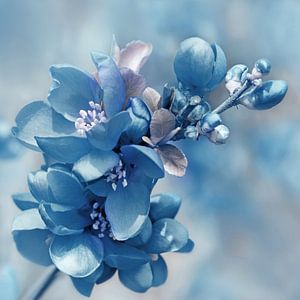 Blauw van Violetta Honkisz